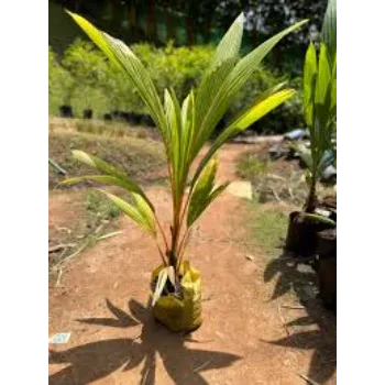 Water Coconut Plant